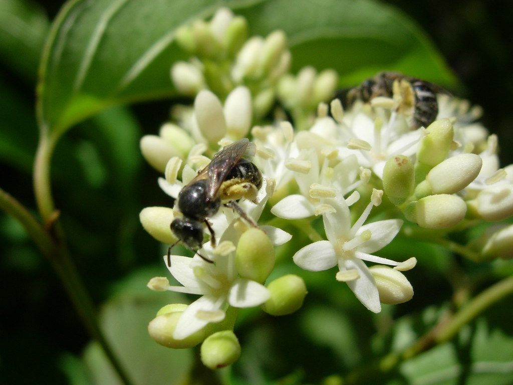 Dogwood bees Two bees were collecting large amounts of thi… Flickr