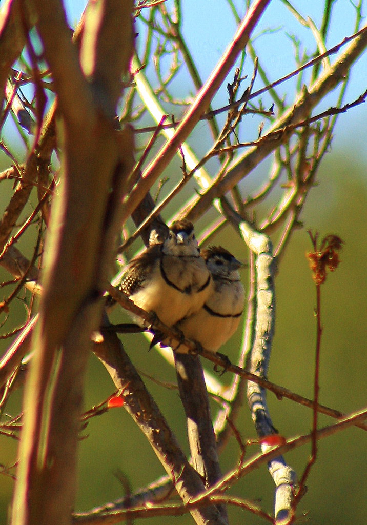 cuddly finches HiGloss Flickr