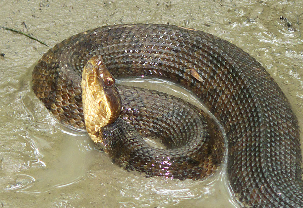 Western Cottonmouth Louisiana Western Cottonmouth Agkis… Flickr
