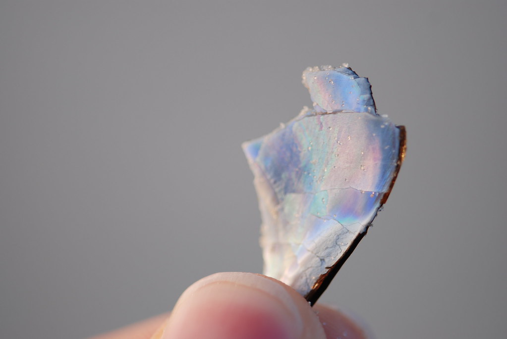 mother of pearl found this broken shell on the sand in the… Flickr