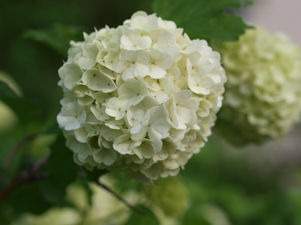Eastern Snowball 2011 Viburnum opulus 'Roseum' (Eastern or… Flickr