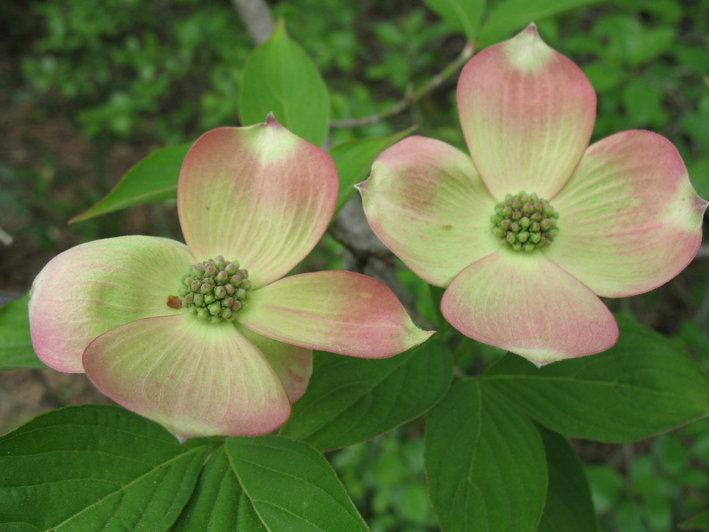 Stellar Pink Dogwood Cornus 'Rutgan' blooms in the Rock Ga… Flickr