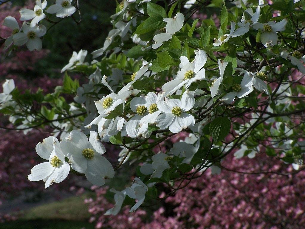 Dogwoods 11 A different take on the mix. Dogwoods are suc… Flickr