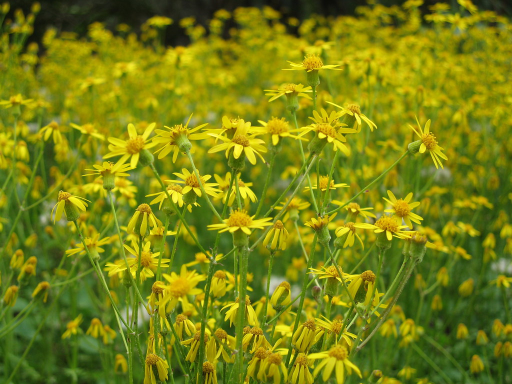 Yellow Wildflowers NC Botanical Garden Todd Martin Flickr
