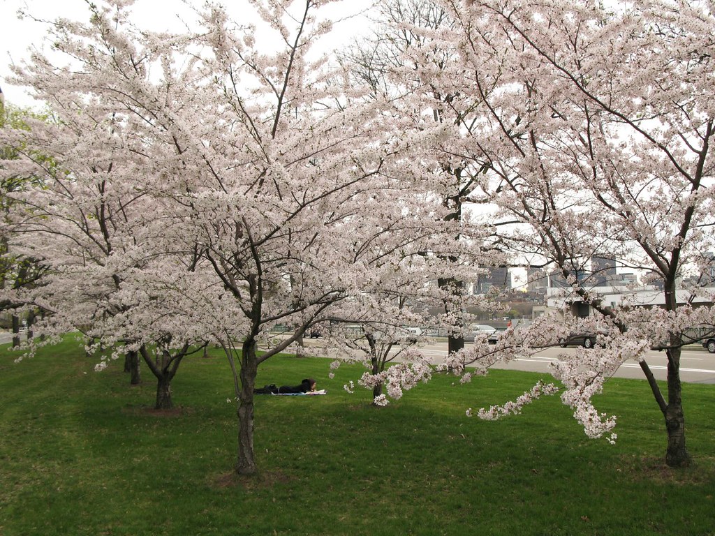 Flickriver Photoset 'Cherry blossoms in Boston.' by kazu4313123