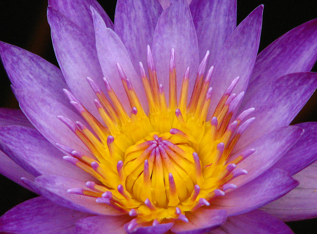 water lily in bloom Water lily blooming at the Zilker Park… Flickr