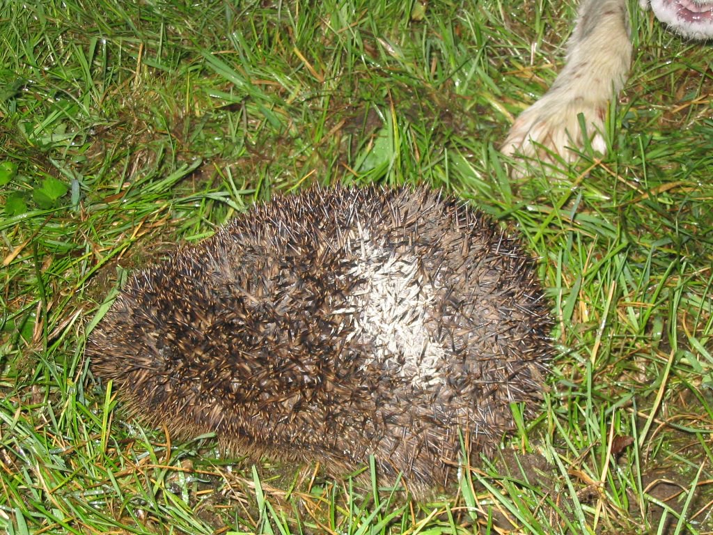 The 'piebald' hedgehog We call this one the piebald one be… Flickr