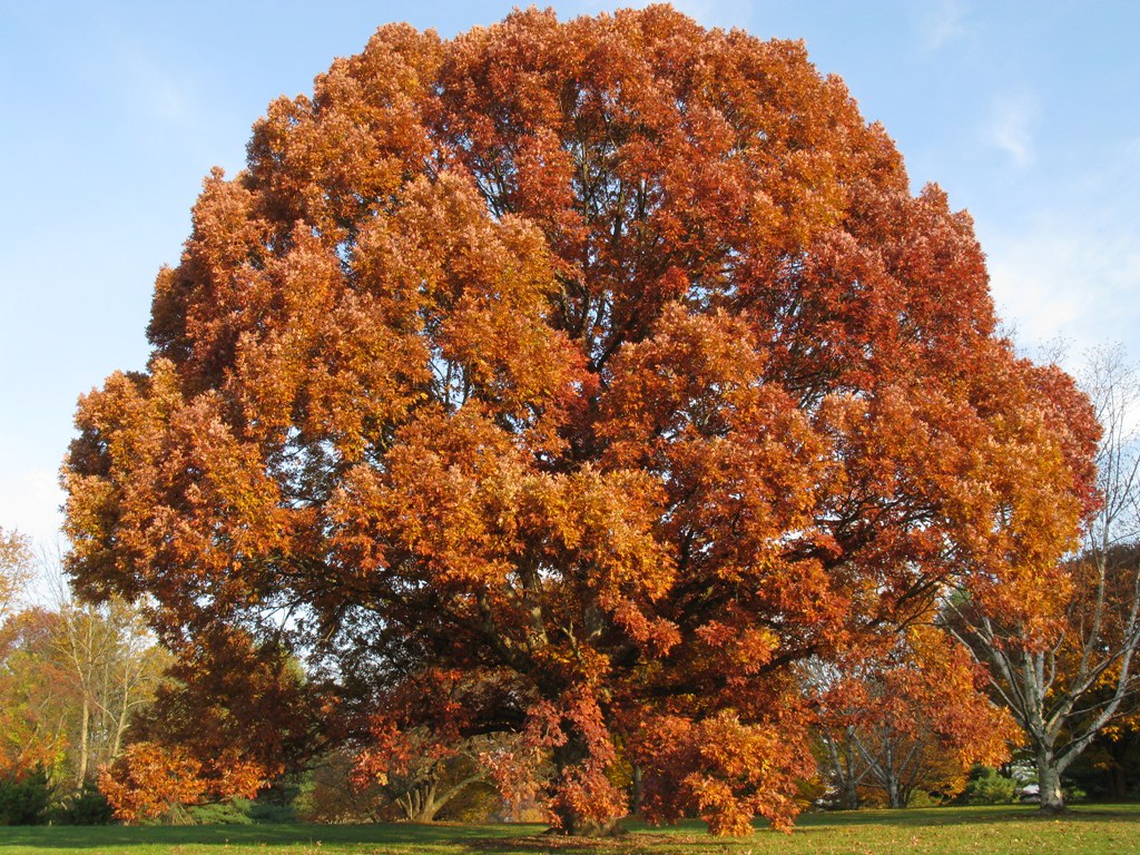 Quercus alba, White Oak a photo on Flickriver