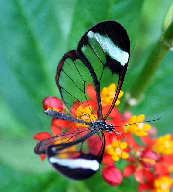 Stained Glass Butterfly 2 Taken at the London Zoo in Octob… Flickr
