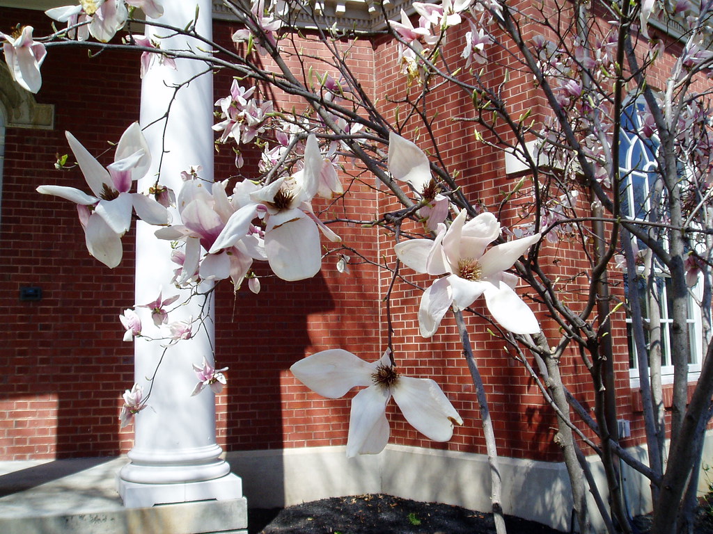 more flowers Not sure what kind they are. Joel Kramer Flickr