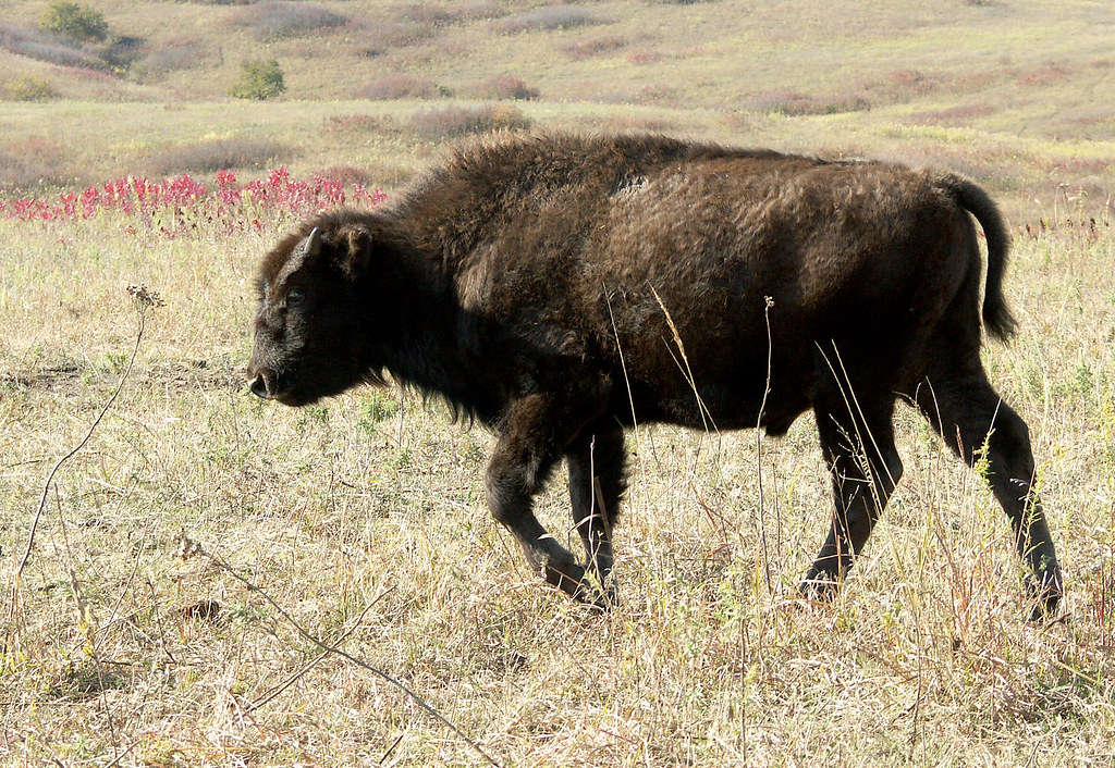 Bison Konza Prairie Manhattan KS 2007 pict0039.E2… zadalew