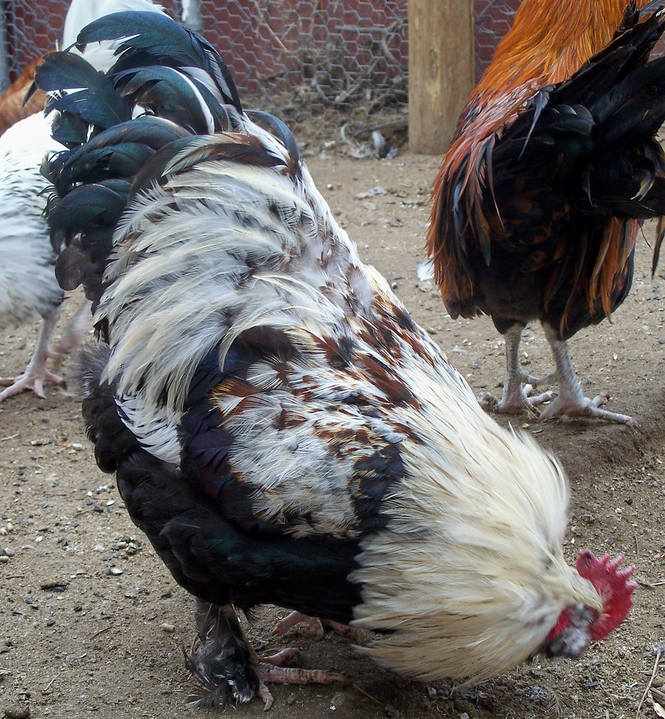 Chicken, Salmon Faverolle rooster. Flickr