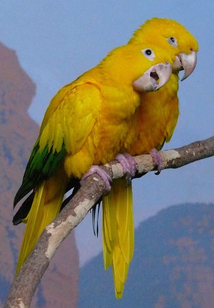 Birds in Denver Zoo Rene Rivers Flickr