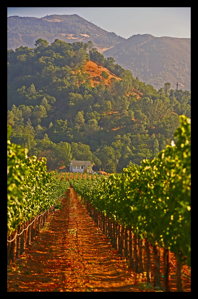 Napa Valley Our holiday in the Napa Valley, California was… Flickr