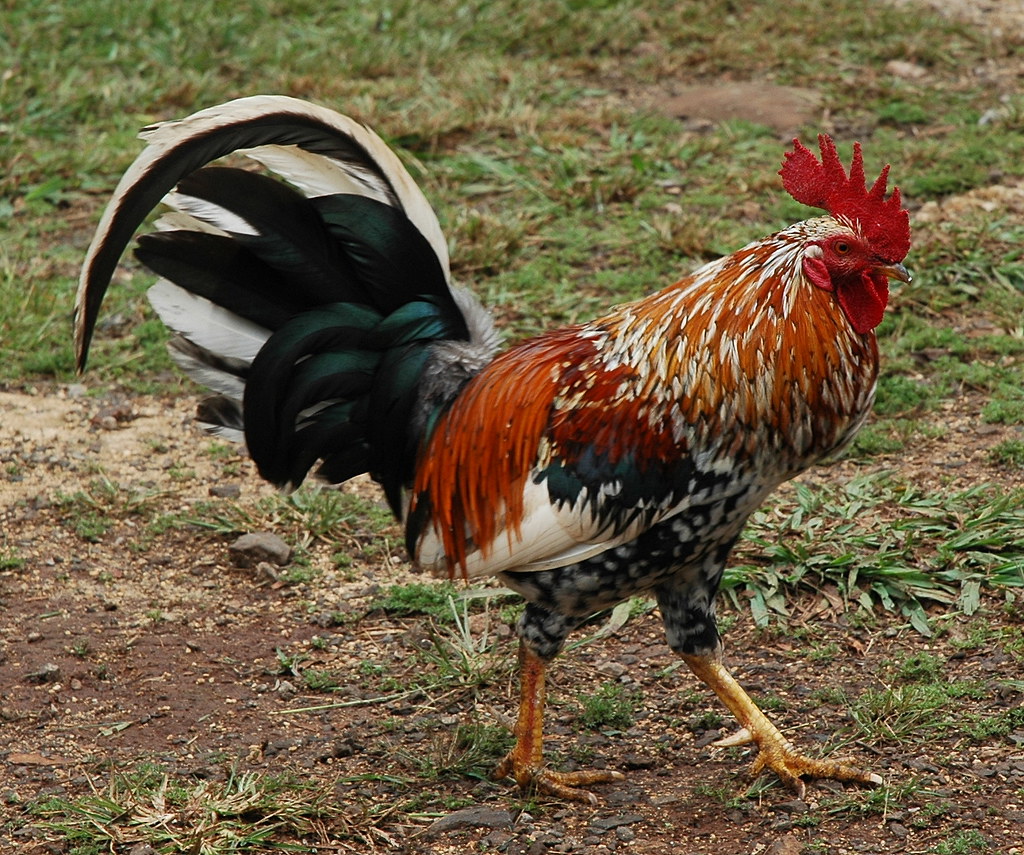 Great Plumage (wild island rooster) These wild roosters we… Flickr