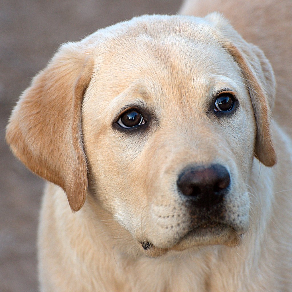 puppy dog eyes theilr Flickr
