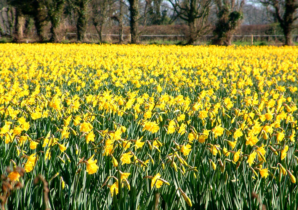 daffodils daffodils in field, st mary jersey themightyviton Flickr