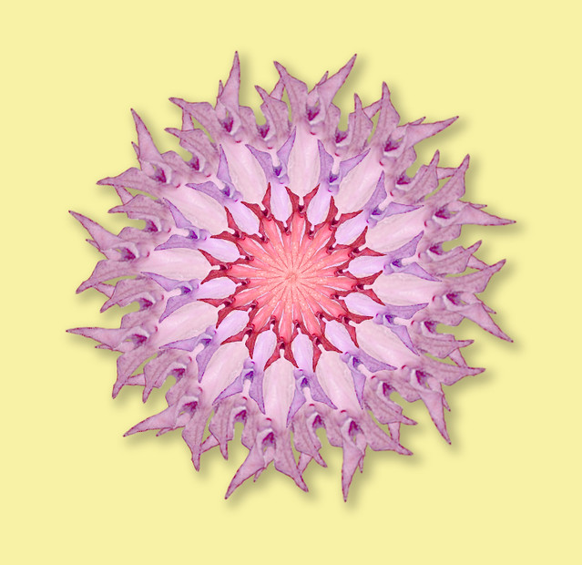 Venus Flower vlvlvr Flickr