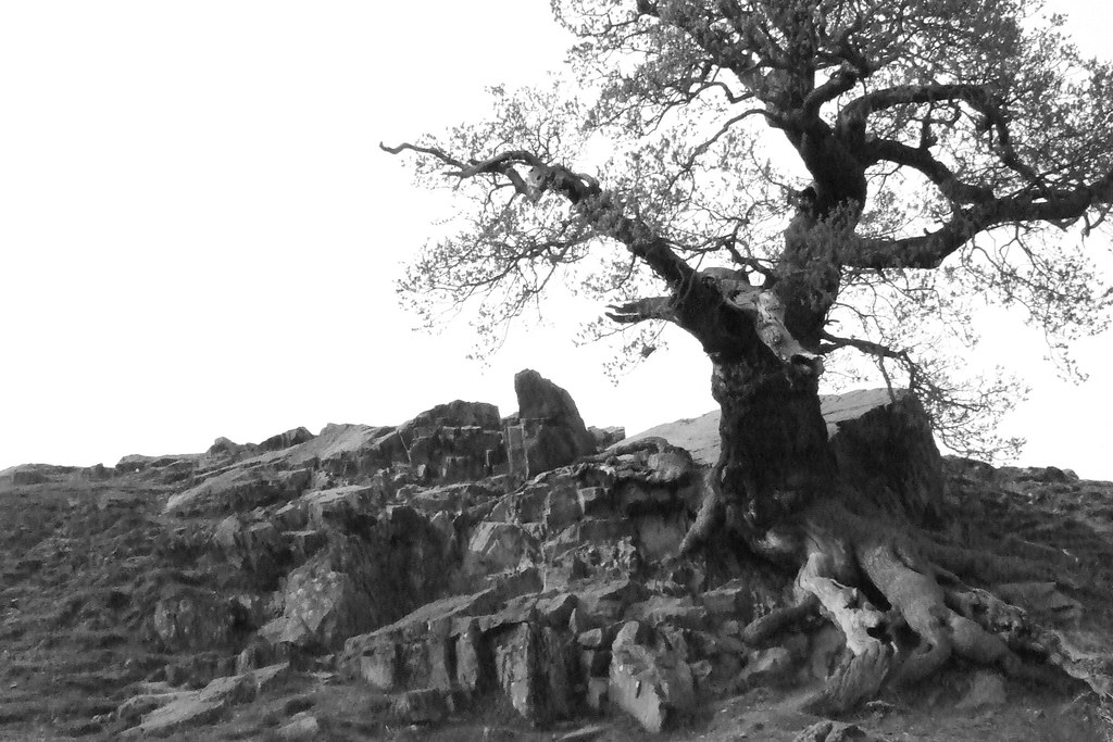 Pan's Labyrinth tree Sugar Dolly Flickr