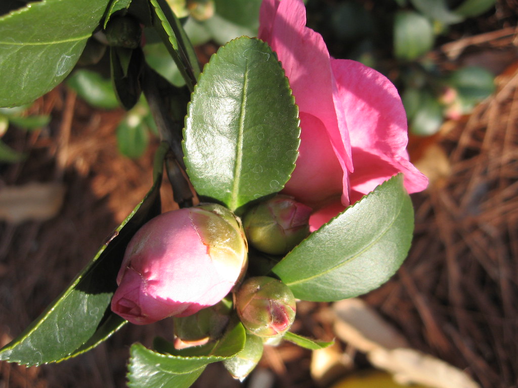 one camellia from bud to blossom one picture each day (f… Flickr