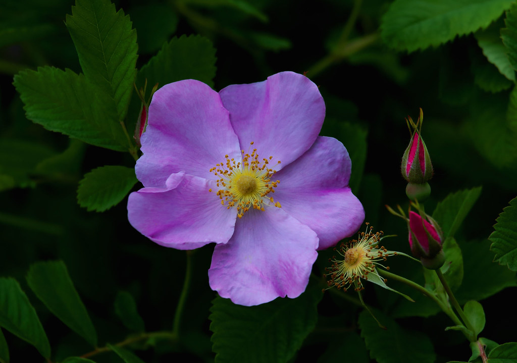 Wild Rose Southern Ontario Ashley Hockenberry Flickr