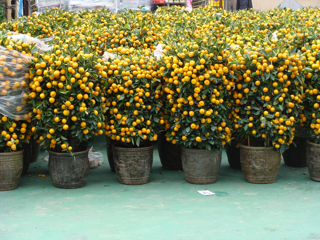 CNY Orange Trees Chinese New Year Chinese New Year GoneWalkabout