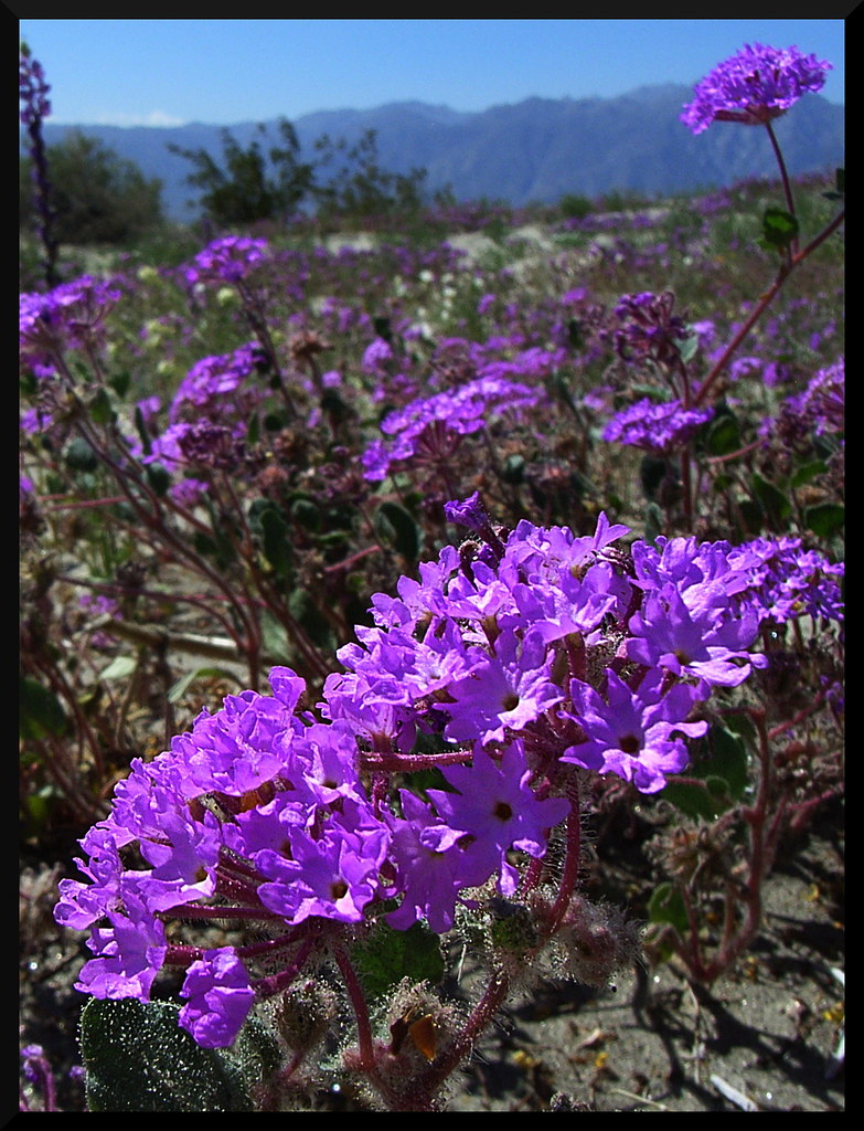 Sand Verbena Abronia villosa carolien 4 Flickr