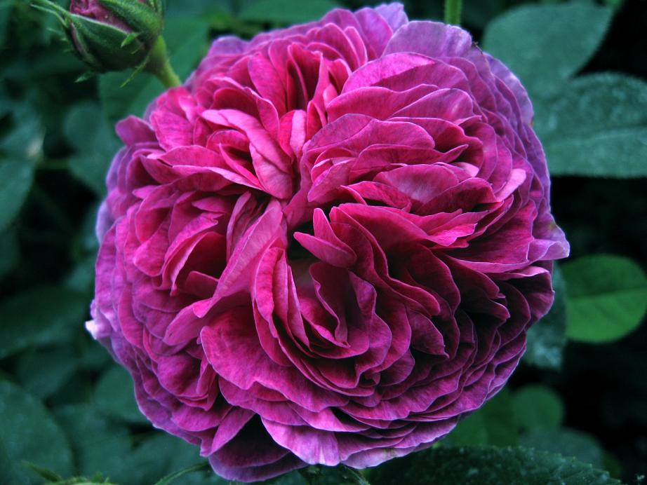 belle de crécy the most perfect gallica rose from XIX cent… Eli's