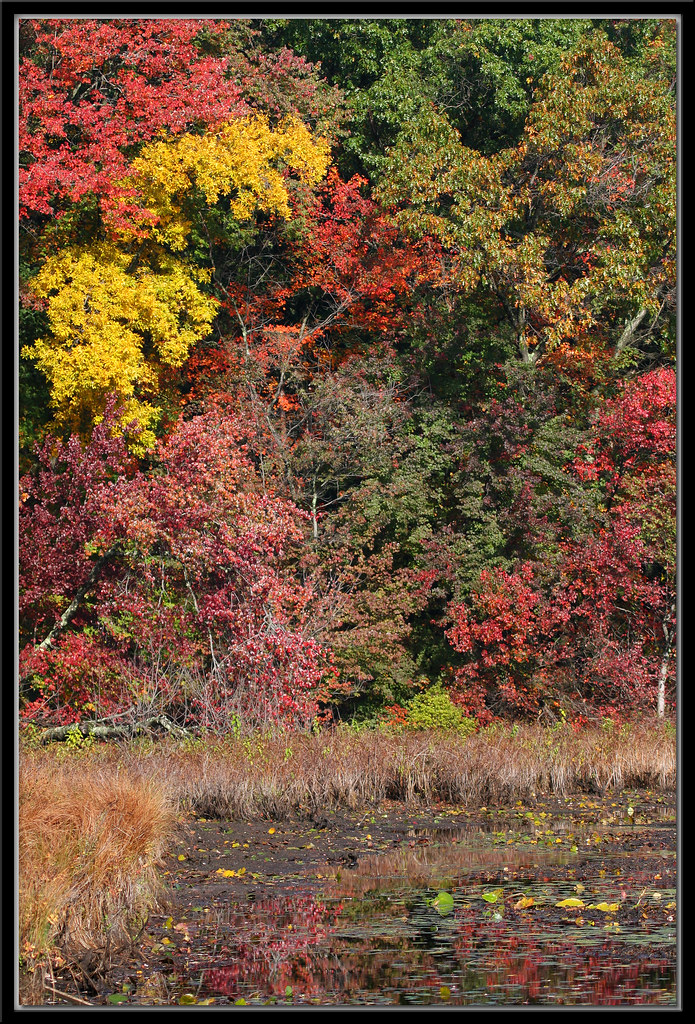 Great Pond State Forest Simsbury, Connecticut I actually… Flickr
