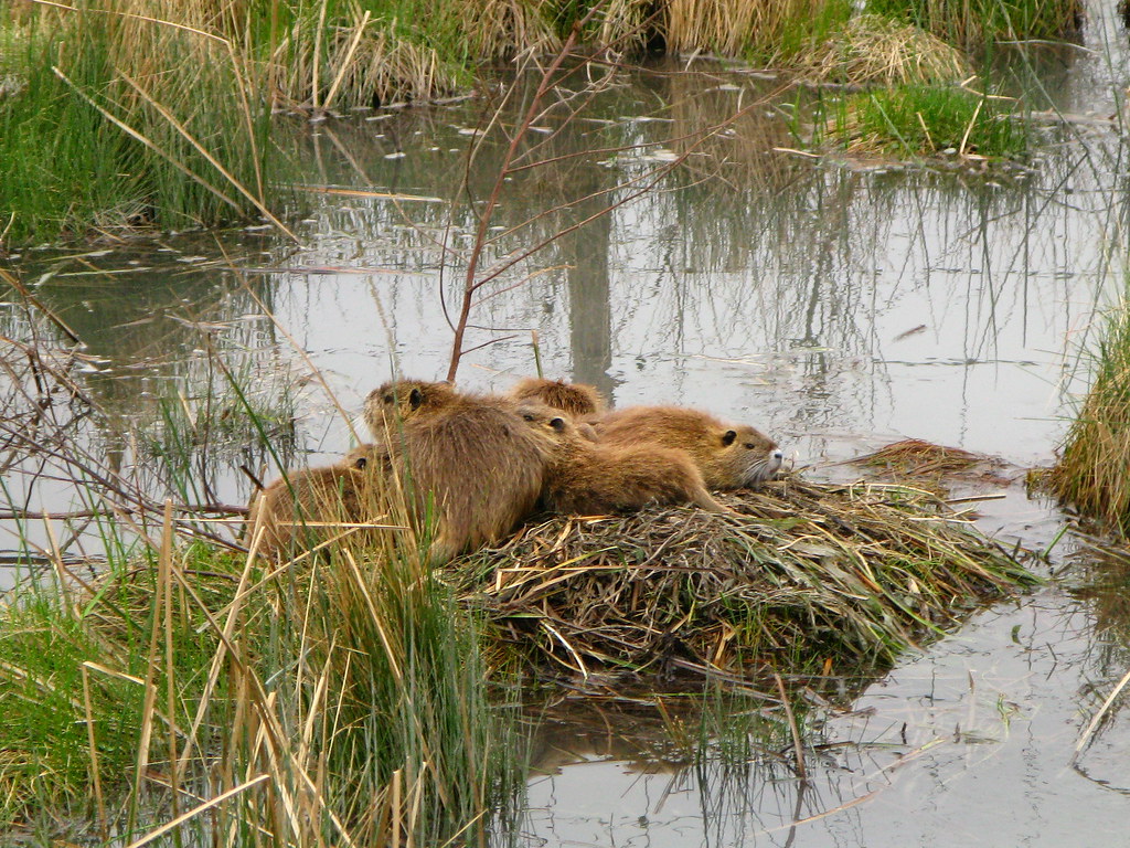 Beavers! (Mud Creek, Kinney County, Texas, USA Cycling and… Flickr