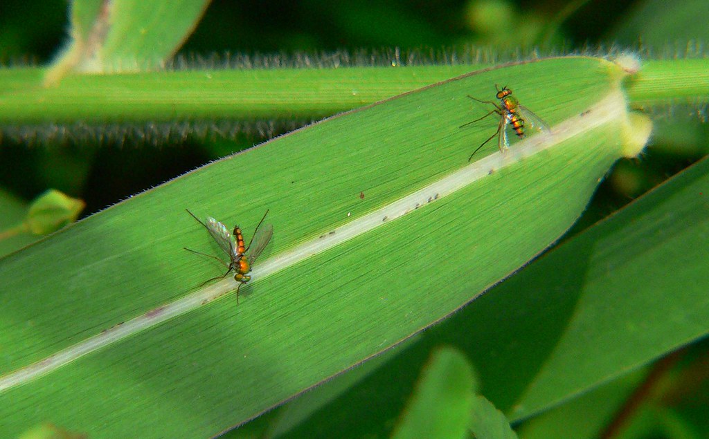 Orange flies Have no idea of their name, they look and act… Flickr