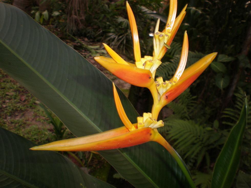 Bird Paradise The scientific name of this plant is