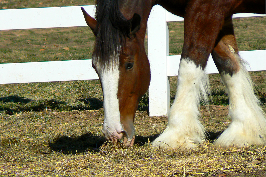 Clydesdale Grant's Farm, St. Louis, MO Marinell Turnage Flickr