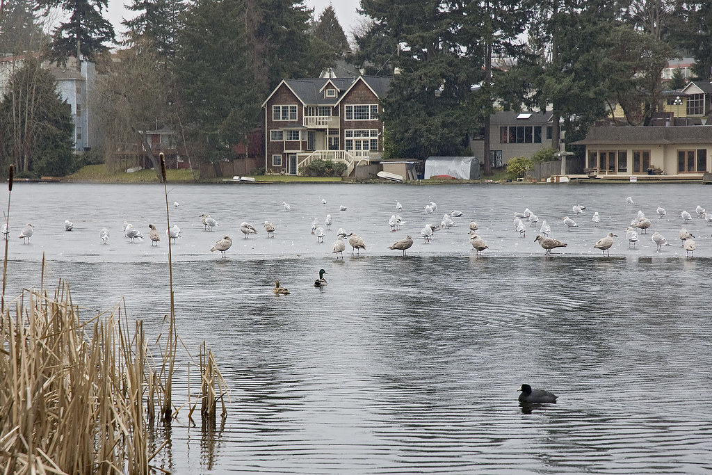 Bitter Lake in Winter This is Bitter Lake located in the n… Flickr