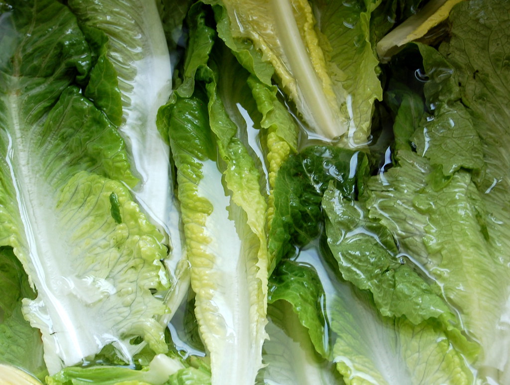 Romaine lettuce Thanks to refrigeration, I can eat lettuce… Flickr