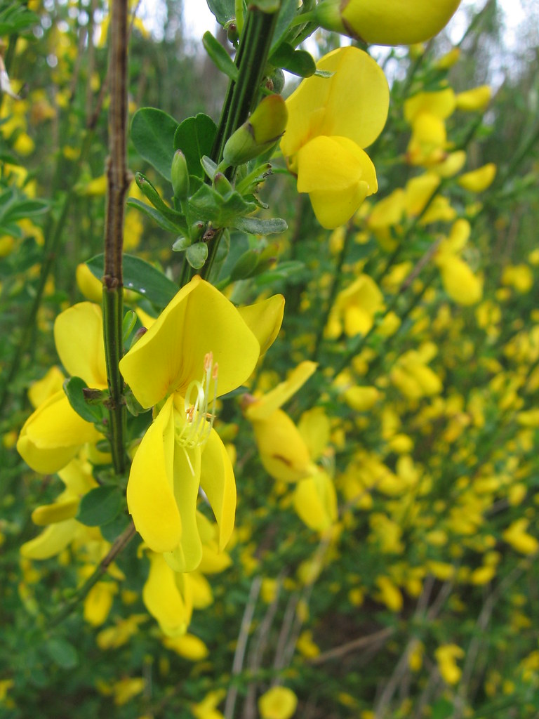 scotch broom, pacific city brx0 Flickr