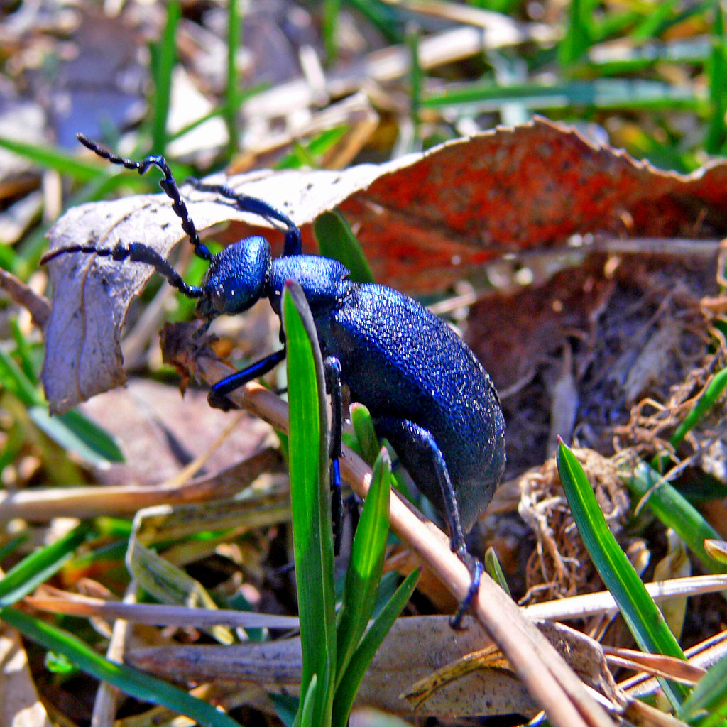 Big Blue Beetle Oil beetle (Meloe proscarabaeus) Flickr