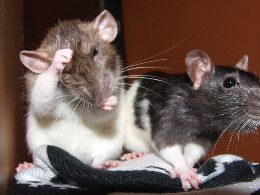 Pet Rats Grooming Time Pet Rats Grooming Time Flickr