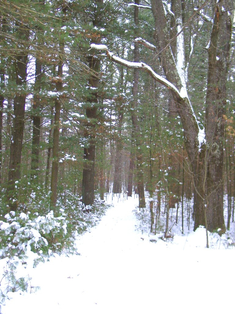 The Trail in Winter Mt. Morris Camp, near Wautoma, Wiscons… pmpilgrim Flickr