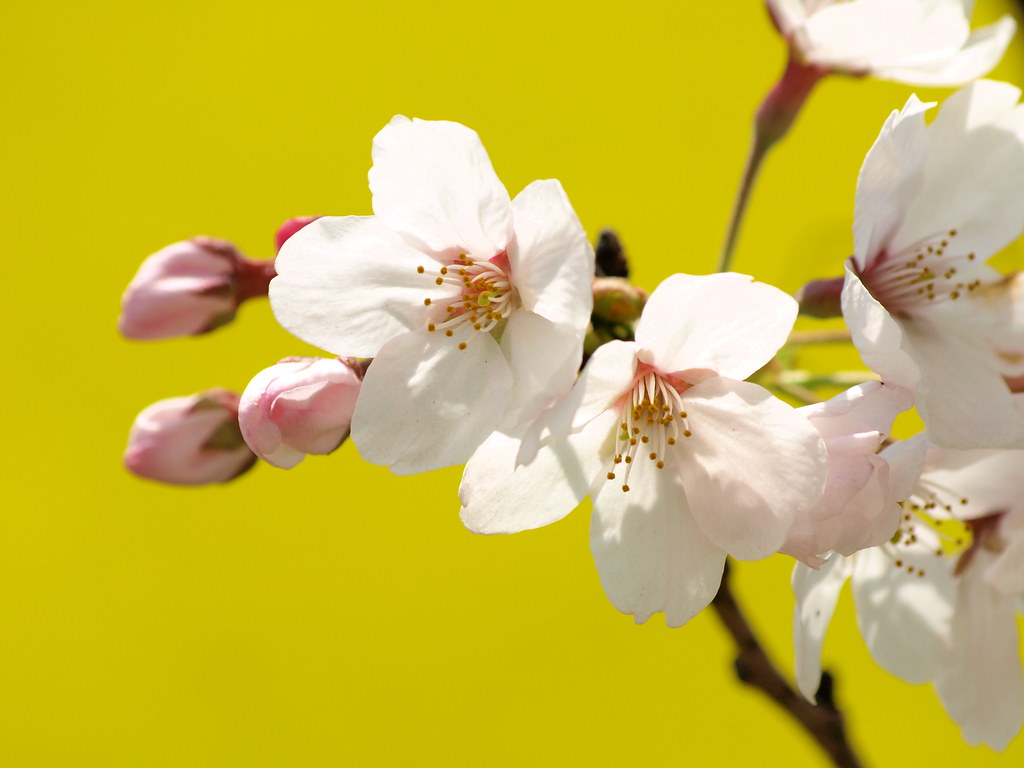 Sakura on Yellow Cherry blossoms with field mustard inoc Flickr