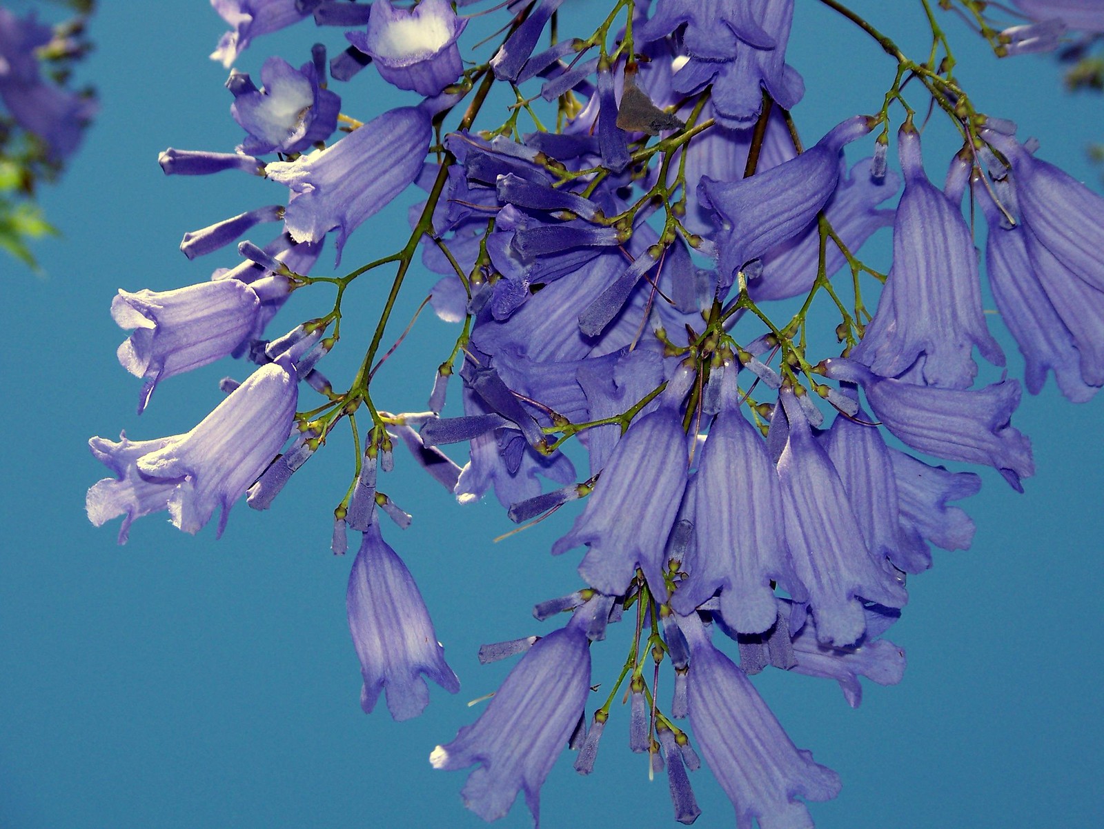 Jacaranda tree Flickr
