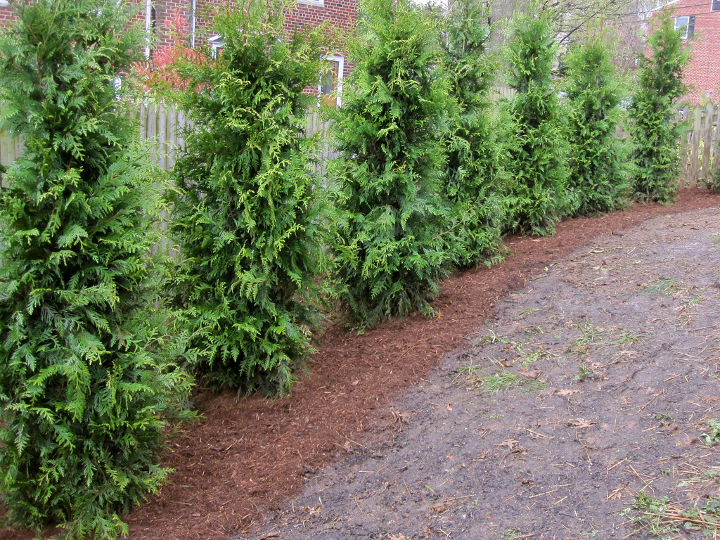 side yard, april 2011 eight 8' Green Giant Arborvitae as a… Flickr