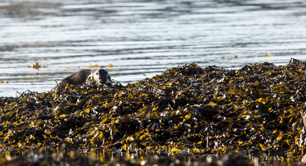 The Oban bay otter An otter with one of it's first catches… Mark Illand Flickr