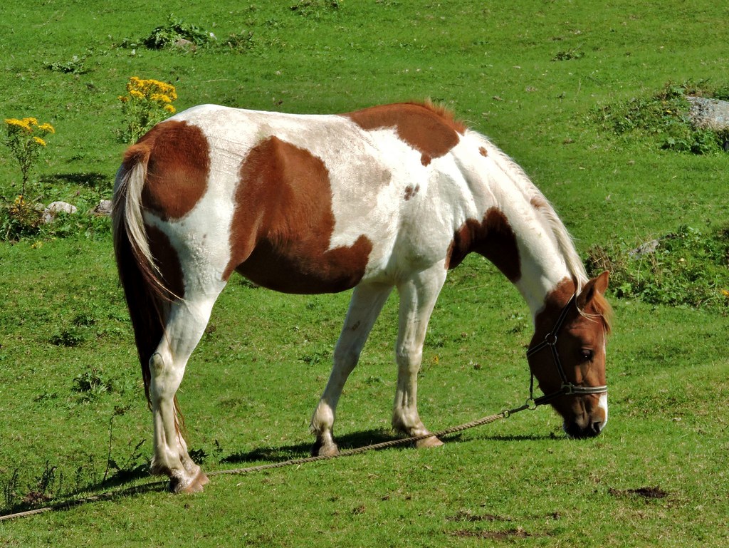Horse St. Pierre; St. Pierre and Miquelon; Overseas Collec… Flickr