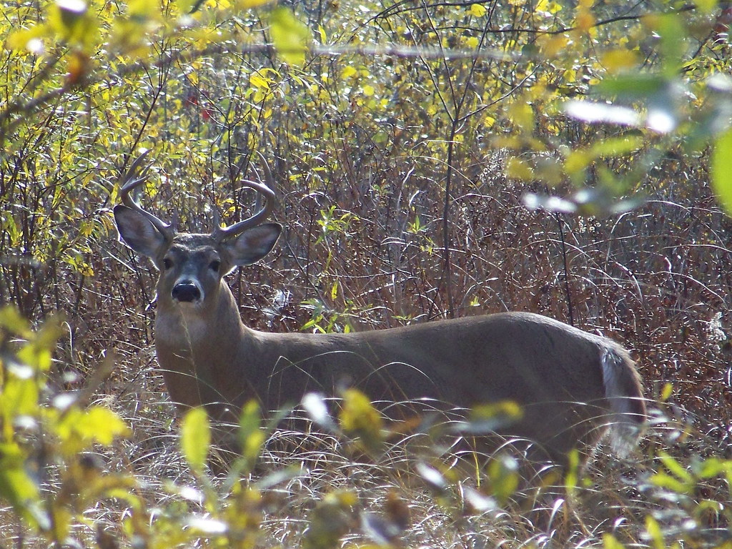 Whitetail Deer buck 2a by Jesse Casbon Hoosier Prairie Nat… Flickr