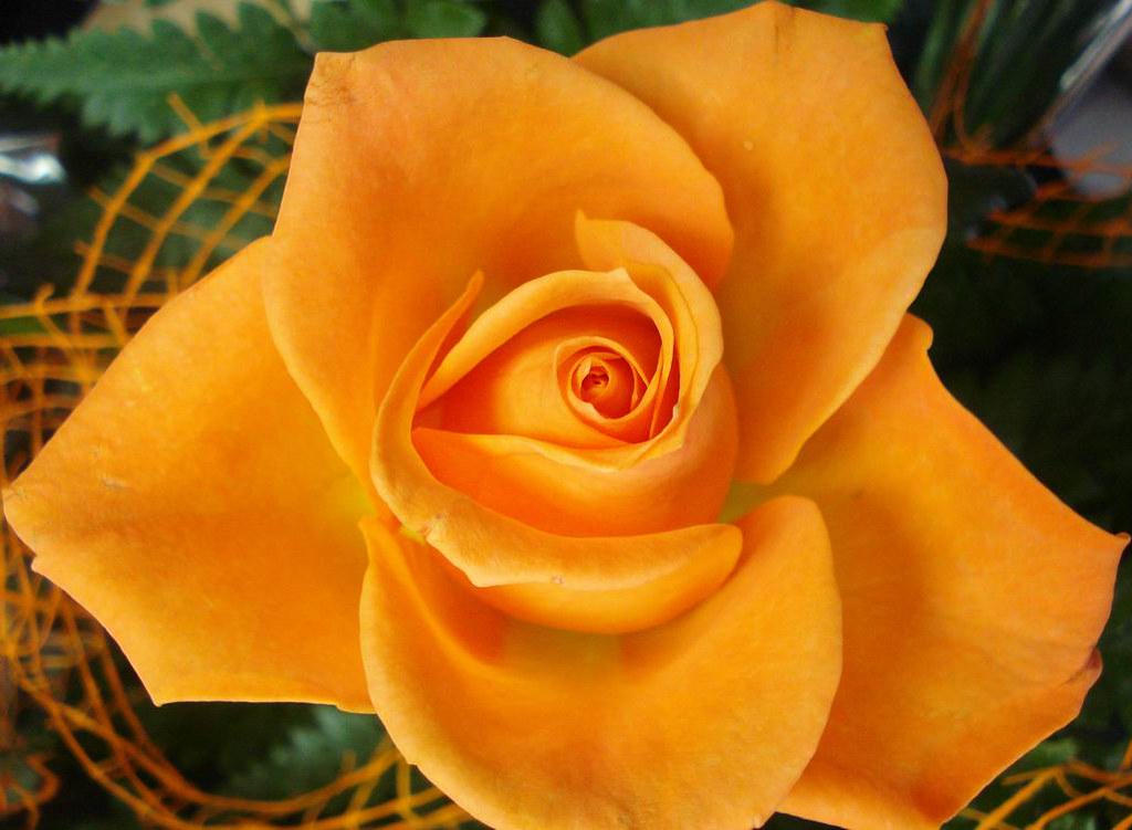 Kiss from a Rose © ALL RIGHTS RESERVED. Use without permis… Flickr