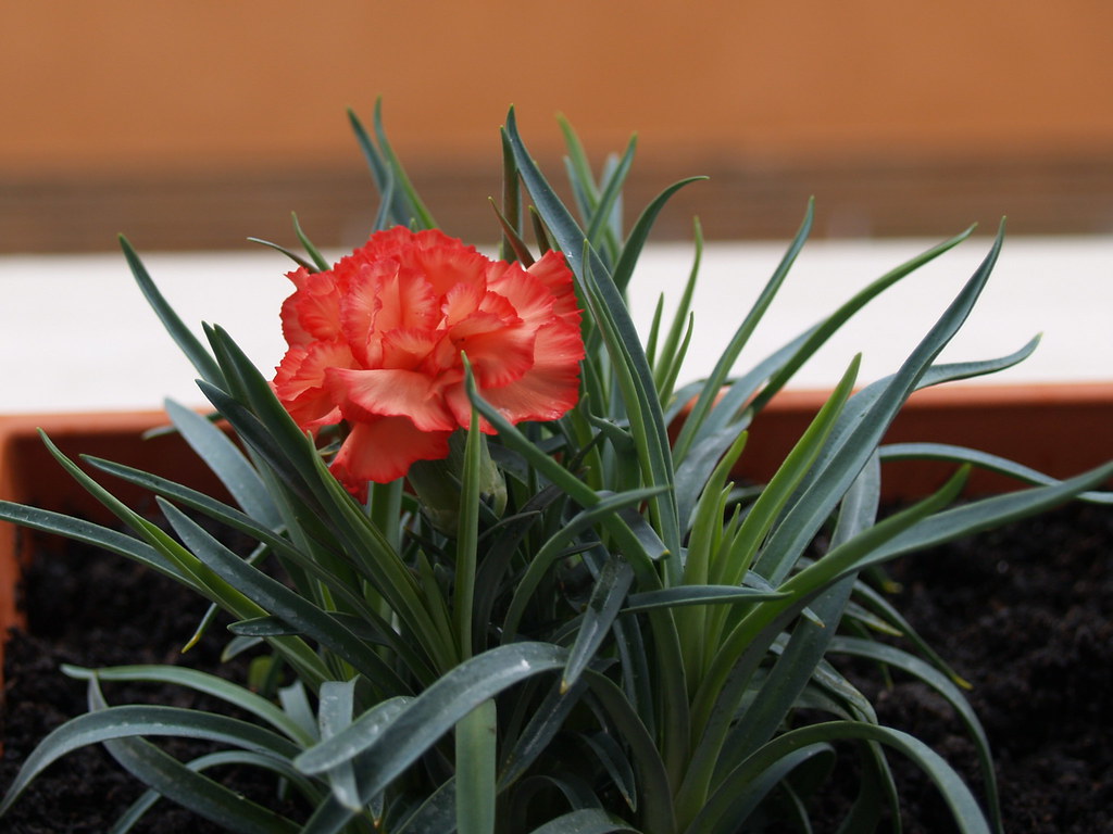 CLAVELITO a photo on Flickriver