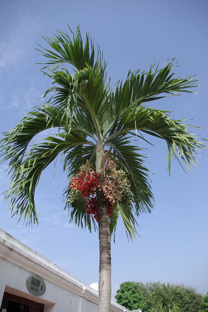 Betel Nut Tree tigerita Flickr