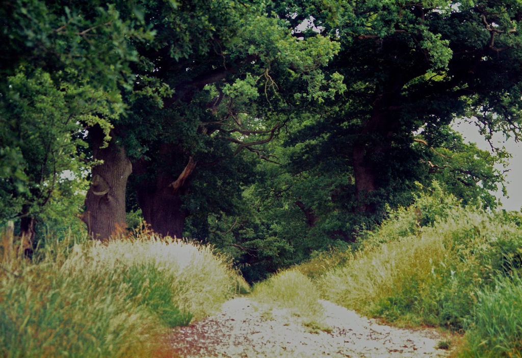 Walking the Dog Path Out July The trees and grasses ha… Flickr