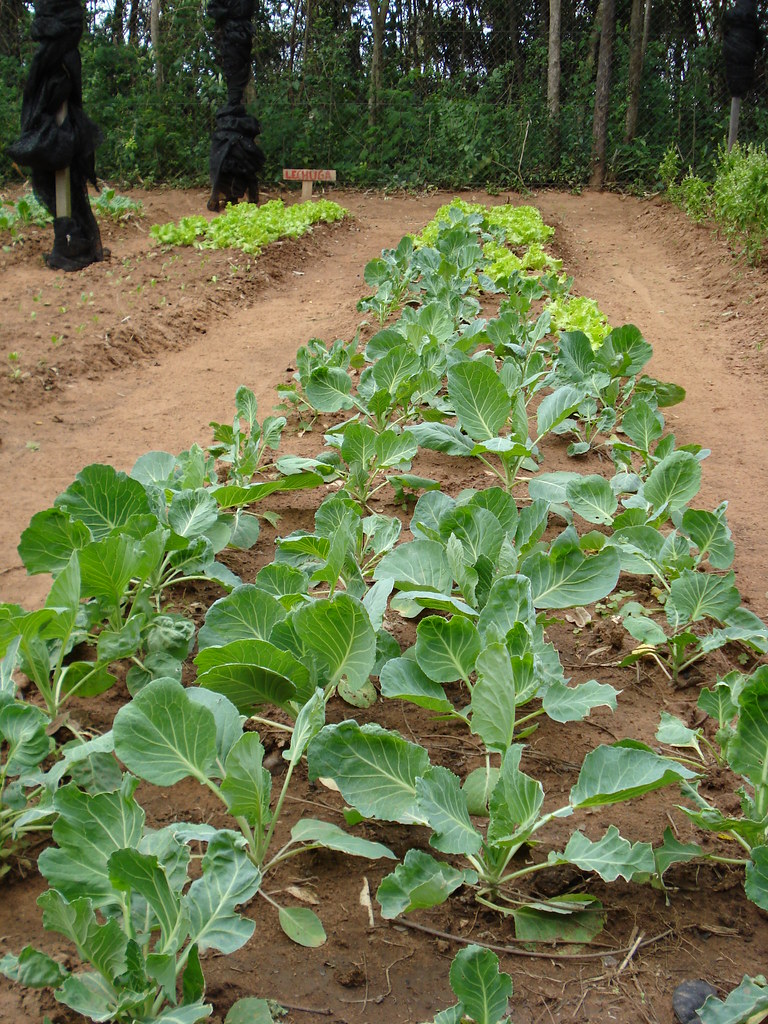 clinica_pilares_2007 (31) La huerta produce verduras para … Flickr